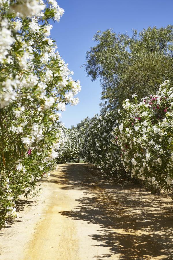 Hacienda De San Rafael Otel Las Cabezas de San Juan Dış mekan fotoğraf